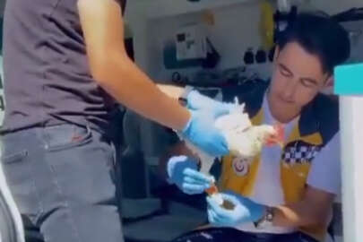 Bursa'da sağlık personeli tavuğa pansuman yaptı! O anlar kaydedildi