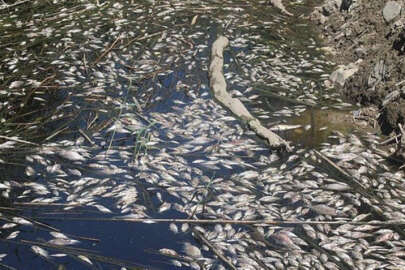 Büyük Menderes Havzası'ndaki toplu balık ölümleri! 'Su değil siyah sıvı'