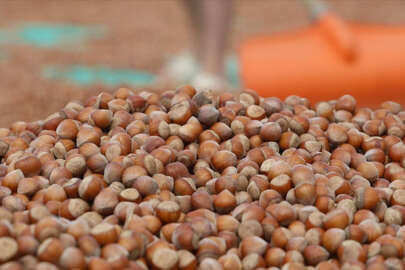 Türkiye'den Almanya'ya fındık ihracatı 85 bin tonu aştı!