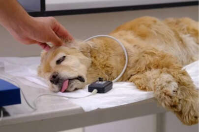 İşitme kaybı yaşayan köpek tedavi edildi