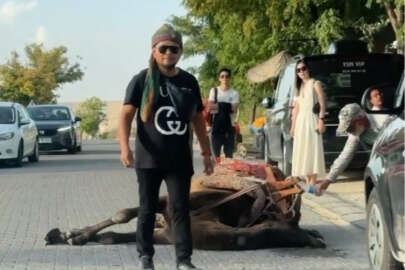 Kapadokya'da iş yüküne dayanamayan deve bayıldı