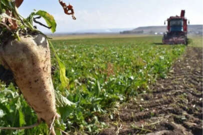 Şeker pancarında nakliye krizi