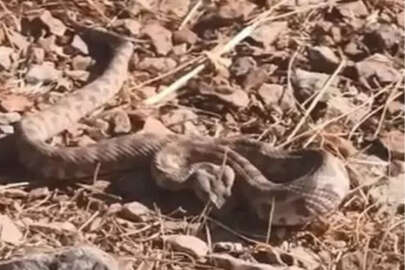 Koca engerek yılanı Mardin'de görüldü: Dünyanın en zehirli türü!