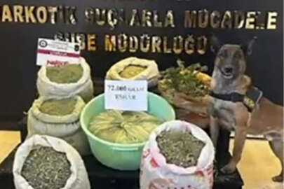 Uyuşturucu operasyonu: 73 kilo esrar, 90 kök kenevir ele geçirildi