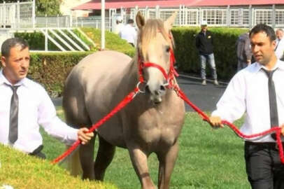 Karacabey'de yetiştirilen 15 safkan Arap tayı 22 milyon liraya satıldı