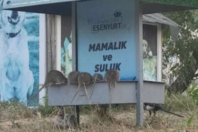 Devasa fareler sokağı istila etti