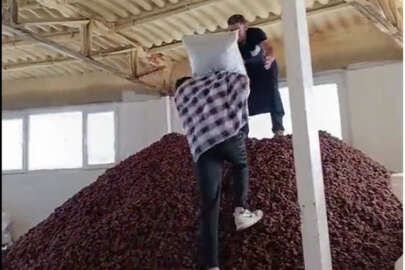 Kayısı imalatında skandal görüntüler!