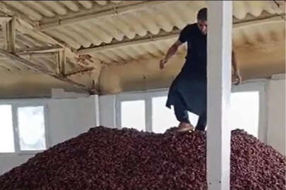 Kayısıların üzerine ayakkabılarıyla çıktı, 10 bin lira ceza kesildi