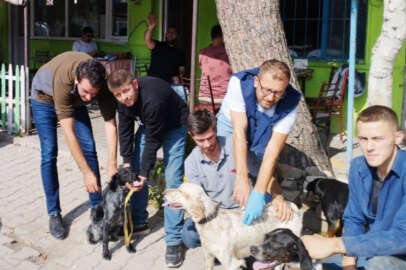 Bursa'da 100 av köpeği çiplendi