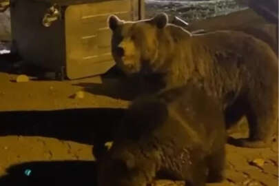 Bursa Uludağ'da hayvanlar ailemi kameralara yansıdı