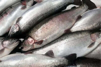 41 ülkeye Türk somonu ihraç edildi