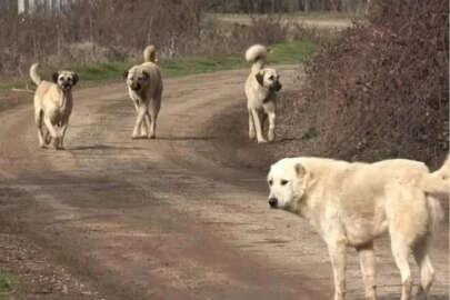 TBMM'ye en çok şikayet edilen konu sahipsiz köpekler oldu