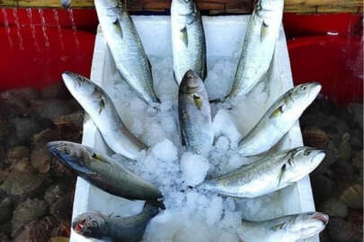 Lüferin fiyatı yarı yarıya düştü