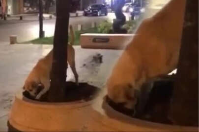 Ekipler kazılan topraklar sonrası harekete geçti!