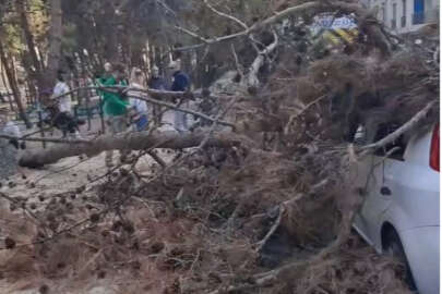 Bursa'da çürük ağaç otomobilin üzerine devrildi!