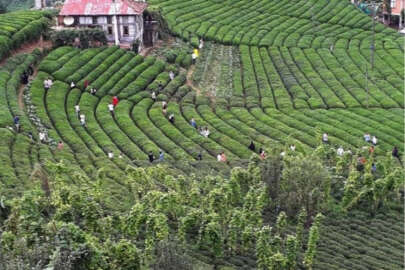 Bakan Yumaklı'dan çay üreticilerine müjde