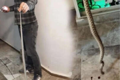 Elektrik panosunda yılan kabusu! Metrelerce uzunlukta