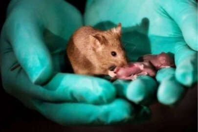 Uzayda ilk defa fare embriyosu büyütüldü
