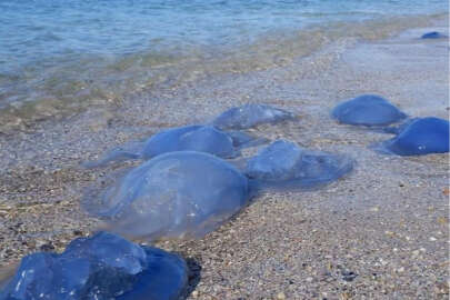 Foça plajlarında denizanası istilası