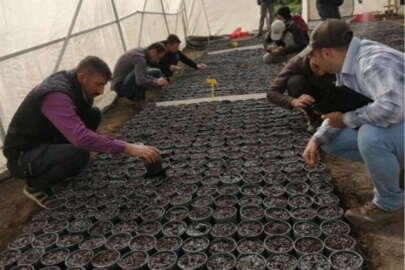 Yerli ve milli patatesin 12 yıllık süreci!