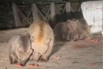Bursa, Uludağ'da aç kalan ayılar dükkanları talan etti!