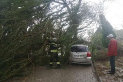 Tekirdağ'da fırtına! Ağaçlar devrildi