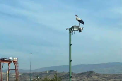 Göç etmeyen leyleği belediye ekipleri besliyor