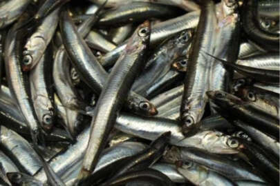 Hamsiye rağbet sürüyor