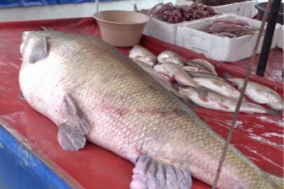 Balıkçılar oltayla 110 kilogramlık turna yakaladı