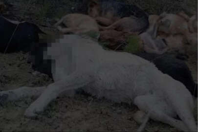 14 köpeğin ölü bulunması ile ilgili flaş gelişme