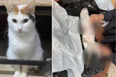 Çiçek adlı kedinin vahşice öldürülmesine peş peşe tepkiler