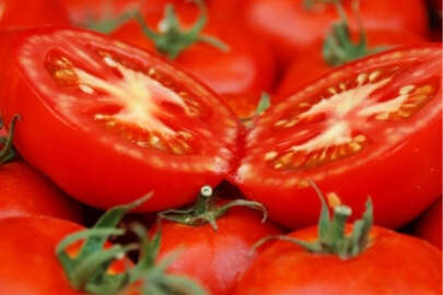 Ayaş domatesi AB'den tescili aldı