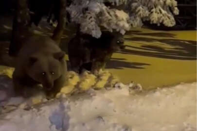 Bursa'da sinirlenen ayı saldırdı!