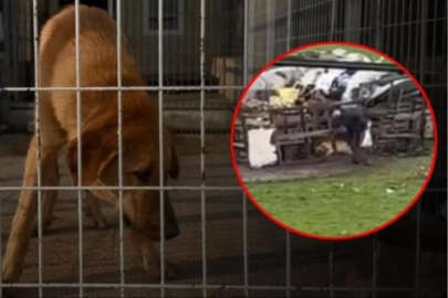 Köpeği sopayla dövdü! Ekipler yakaladı savunması şoke etti