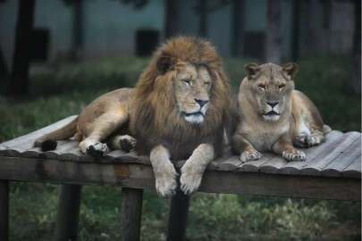 Bursa'da hayvanat bahçesi giriş ücretlerine zam!
