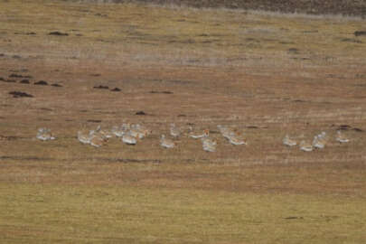 Muş'ta kalan 34 toy kuşu görüntülendi