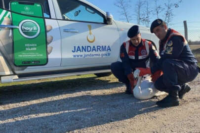 Edirne'de yaralı olarak bulunan peçeli baykuş ve kuğu koruma altına alındı