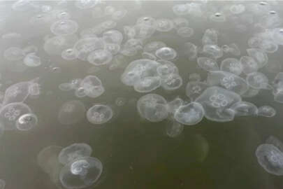 Aşırı denizanası artışı balıkçılığı tehdit ediyor