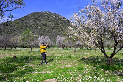 Datça'da badem ağaçları çiçek açtı