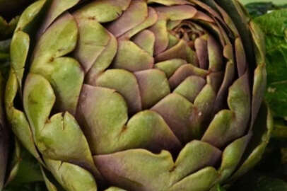 Enginarın saymakla bitmeyen faydaları