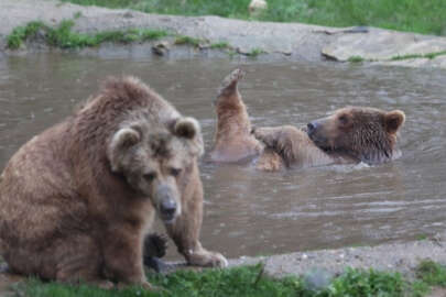 Türkiye'de bozayılar yılın en soğuk mevsimini kış uykusuna yatmadan geçiriyor