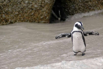 Antarktika'da H5N1 virüsünün yayılma riski artıyor!