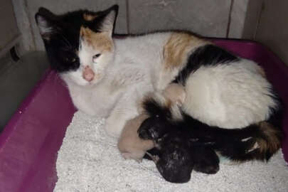 Bursa'da kedi hastanede doğum yaptı