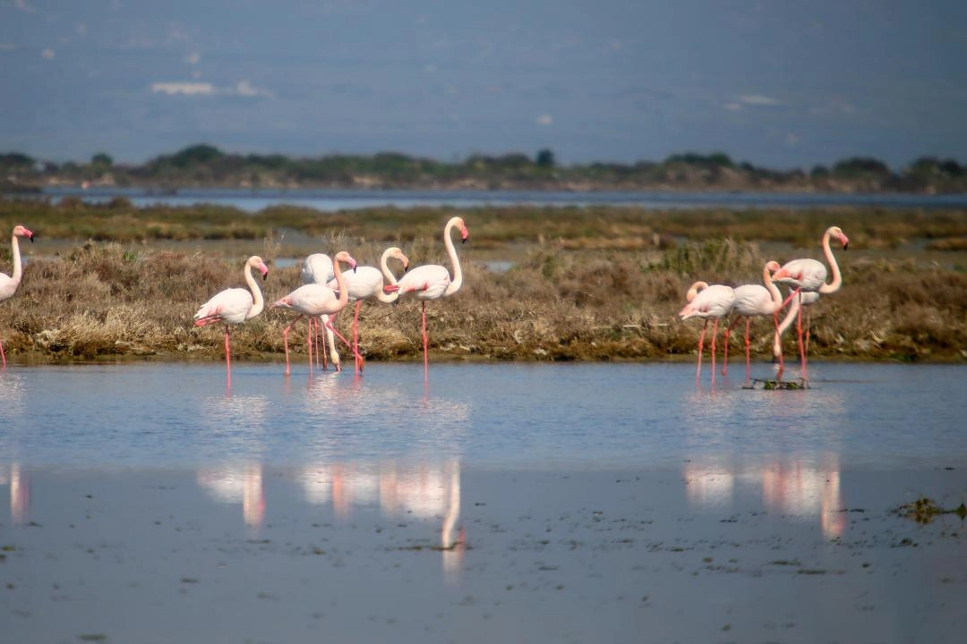 Ege'de 81 farklı su kuşu türü tespit edildi