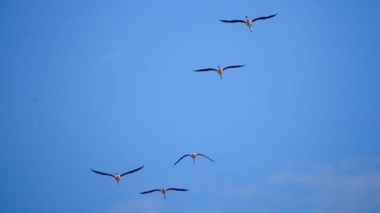 En çok flamingo görüldü