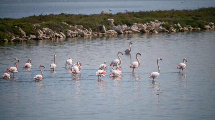 Kuşların küresel ölçekteki takibi yapılıyor