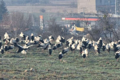 Göç yolundaki leylekler Domaniç'te mola verdi