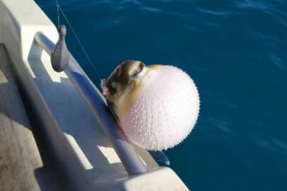 Mersinli balıkçılar 'balon balığı avcılığına yönelik teşvik'ten memnun