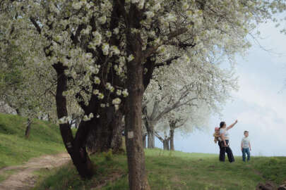 İklim değişikliği nedeniyle Slovakya'da kiraz ağaçları erken çiçek açtı