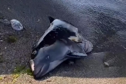 Bursa'da sahile yarısı olmayan yunusu balığı cesedi vurdu!